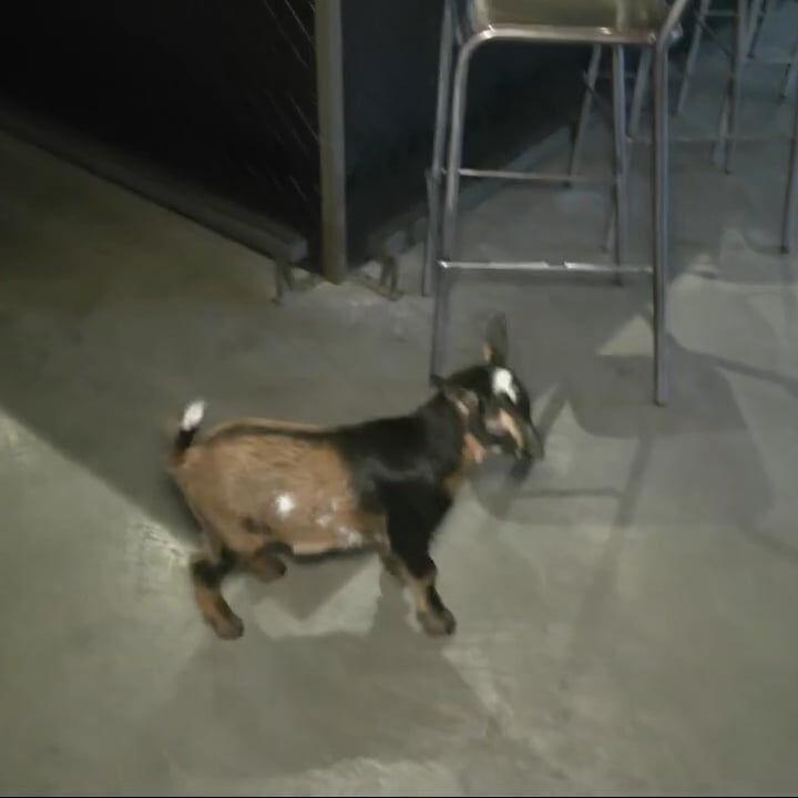 Keith Kaiser races with some goats